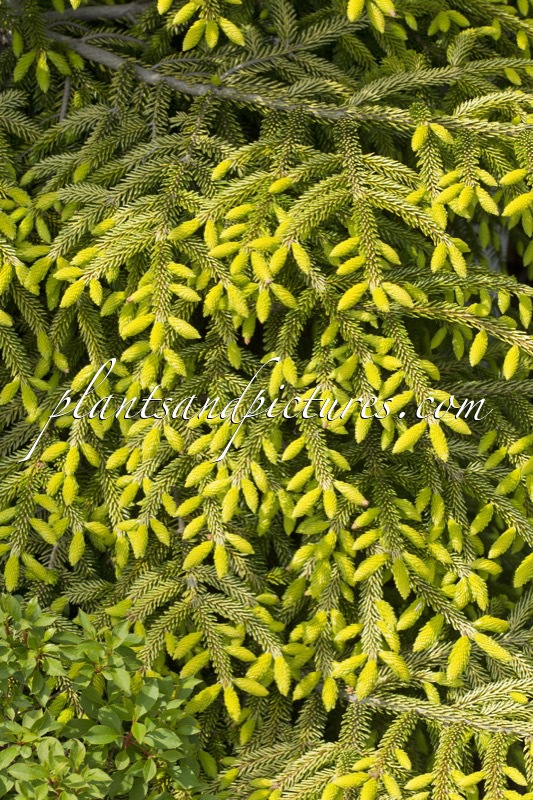 Picea orientalis ‘Skylands’