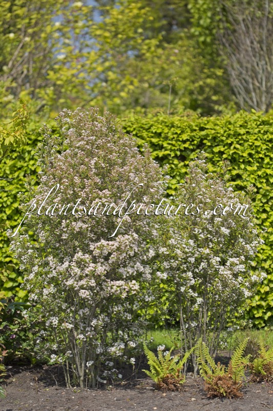 Aronia arbutifolia ‘Erecta’