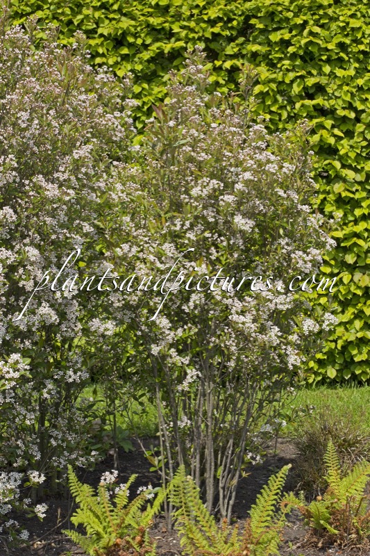Aronia arbutifolia ‘Erecta’