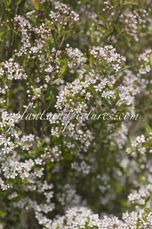 Aronia arbutifolia ‘Erecta’