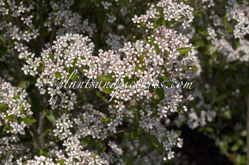 Aronia arbutifolia ‘Erecta’