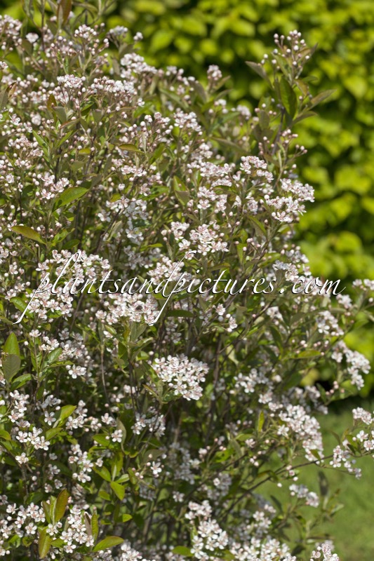 Aronia arbutifolia ‘Erecta’