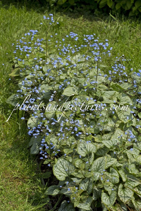 Brunnera macrophylla ‘Jack Frost’
