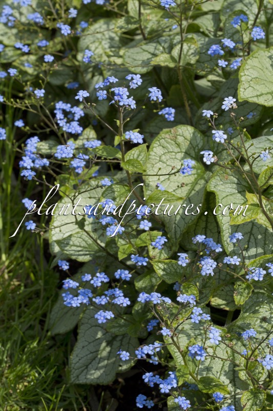 Brunnera macrophylla ‘Jack Frost’