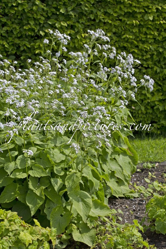 Lunaria rediviva