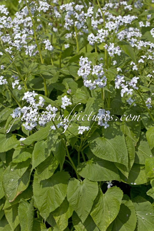Lunaria rediviva