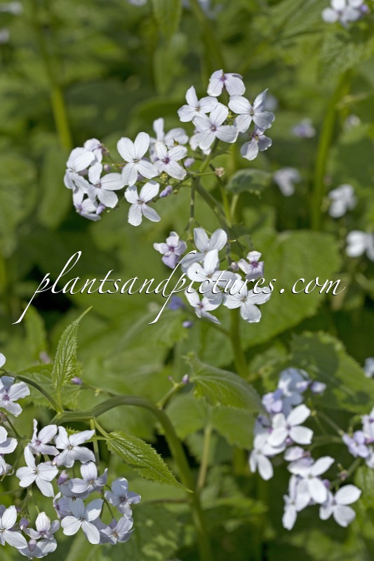 Lunaria rediviva