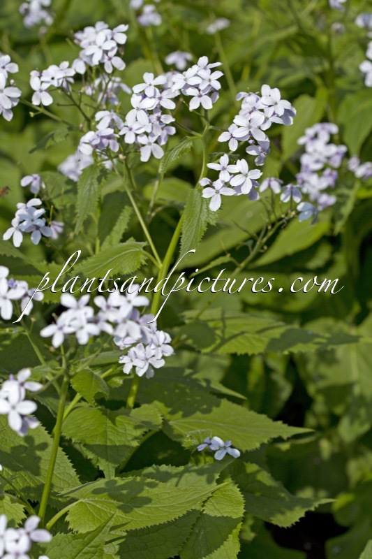 Lunaria rediviva