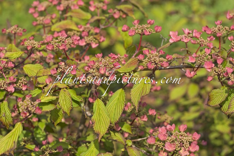 Viburnum plicatum ‘Molly Schroeder’