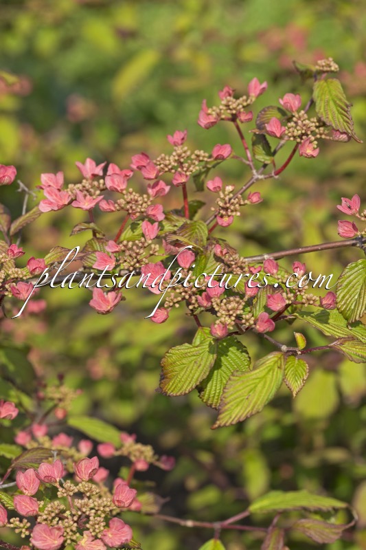 Viburnum plicatum ‘Molly Schroeder’