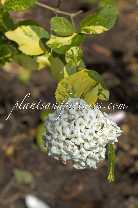 Viburnum carlcephalum ‘Van der Maat’