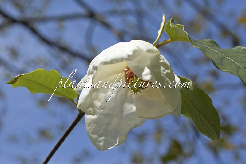 Magnolia globosa