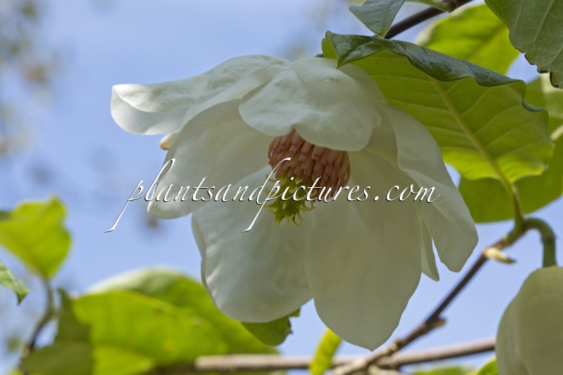 Magnolia globosa