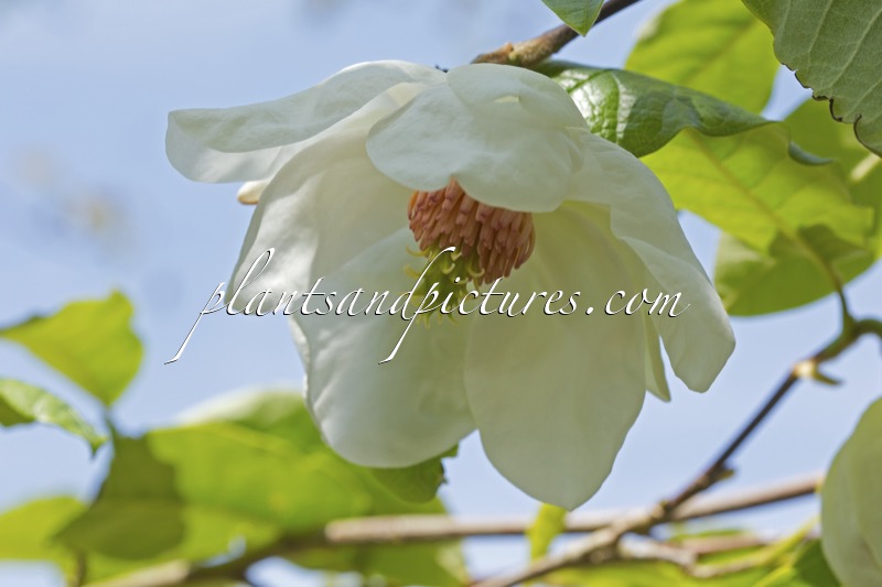 Magnolia globosa
