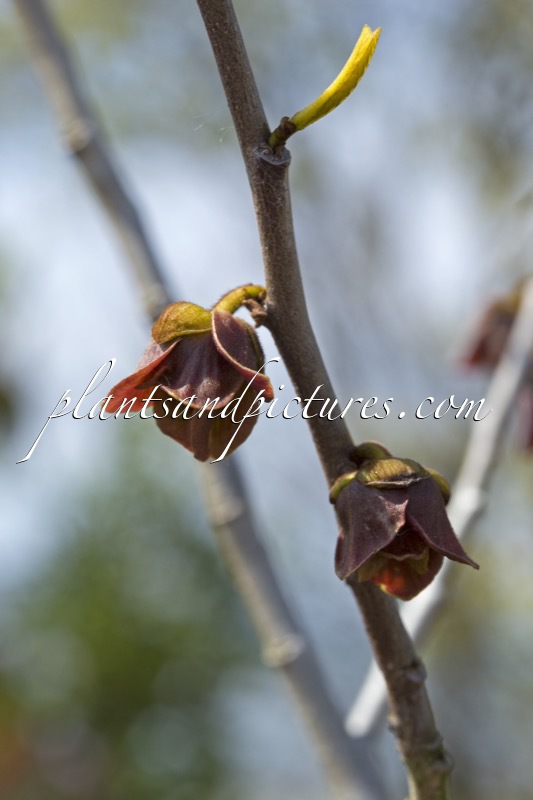 Asimina triloba ‘Prima 1216’