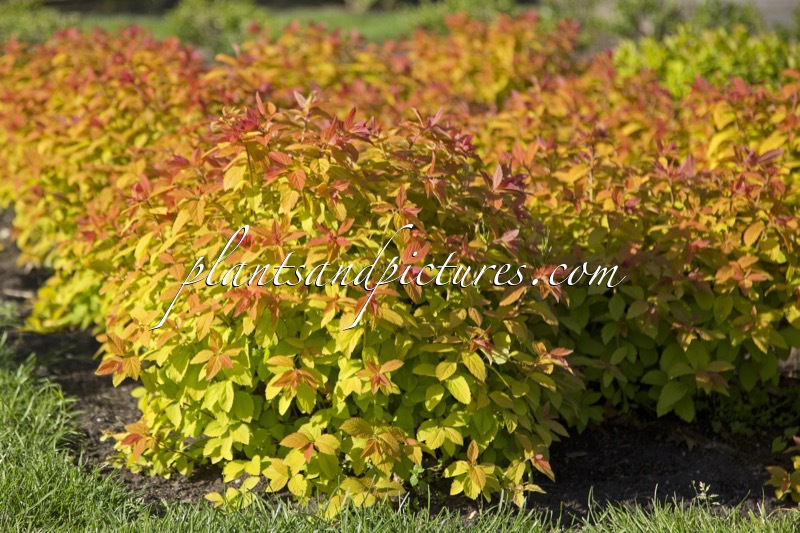 Spiraea ‘Tracy’ (DOUBLE PLAY BIG BANG)