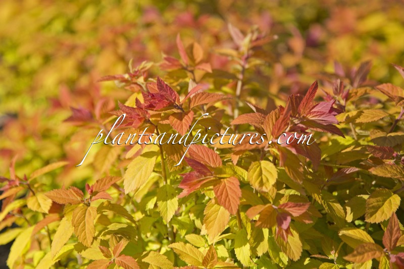 Spiraea ‘Tracy’ (DOUBLE PLAY BIG BANG)