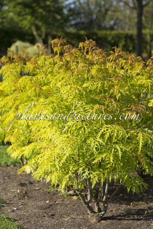 Sambucus ‘SMNSRD4’ (LEMONY LACE)