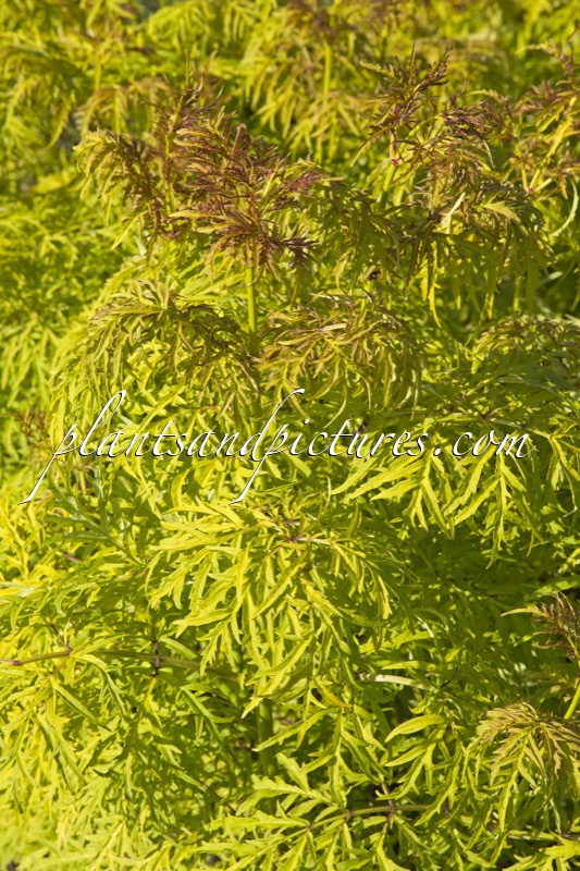 Sambucus ‘SMNSRD4’ (LEMONY LACE)