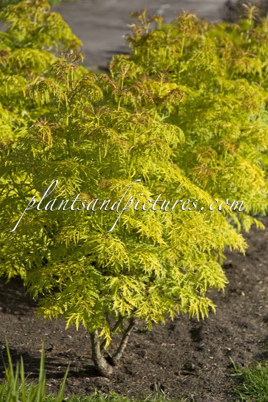 Sambucus ‘SMNSRD4’ (LEMONY LACE)