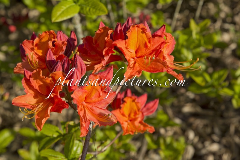 Rhododendron ‘Mandarin Lights’