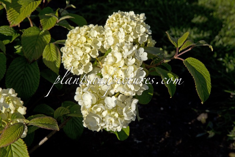 Viburnum plicatum ‘Newport’