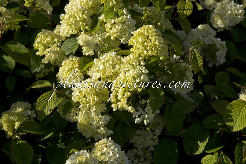 Viburnum plicatum ‘Newport’