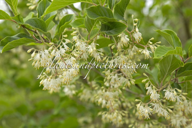 Pterostyrax corymbosus