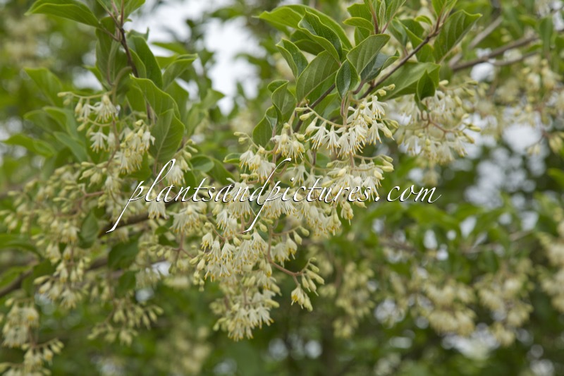 Pterostyrax corymbosus