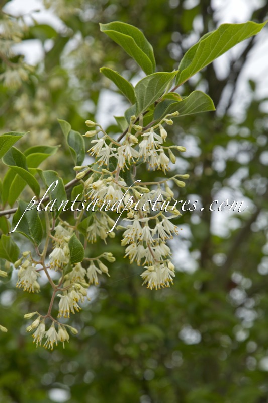 Pterostyrax corymbosus