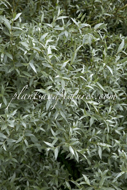 Salix alba ‘Sibirica’