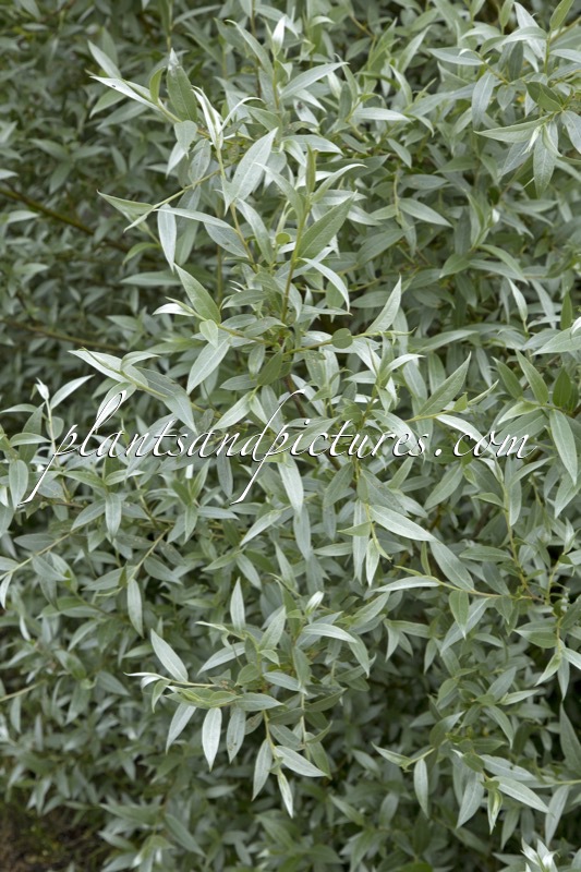 Salix alba ‘Sibirica’