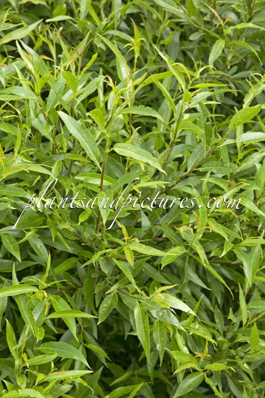 Salix rubens ‘Bullata’