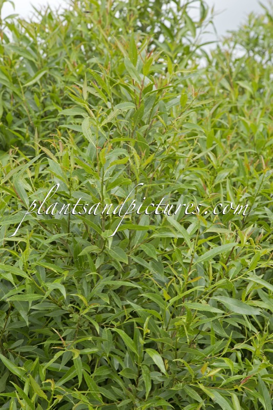 Salix rubens ‘Bullata’