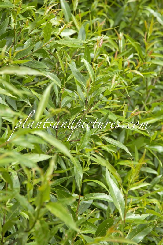 Salix rubens ‘Bullata’