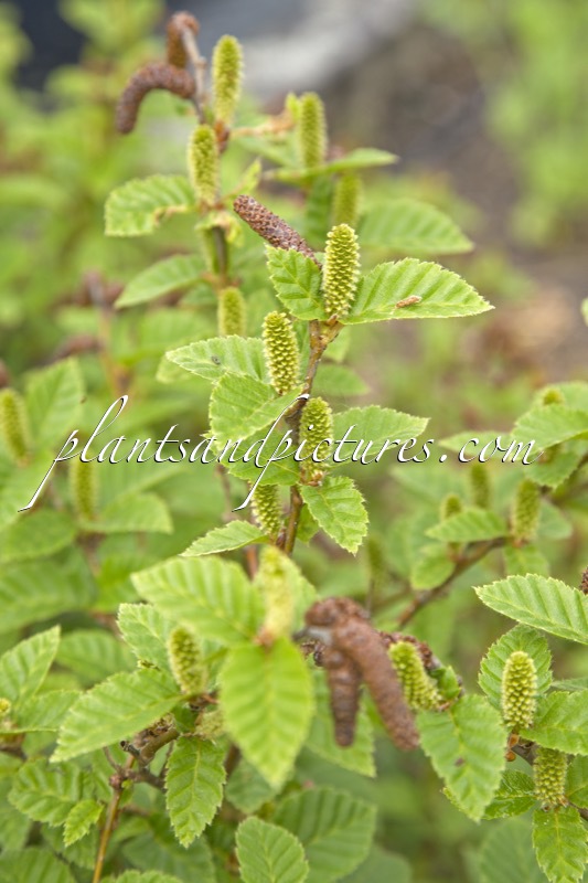 Betula megrelica