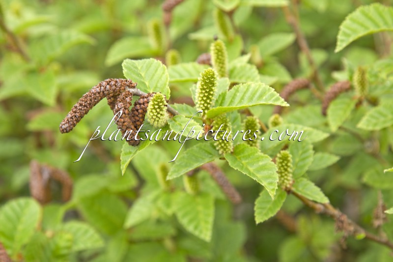 Betula megrelica