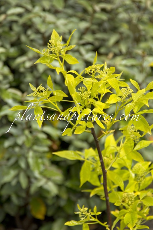 Ptelea trifoliata ‘Aurea’