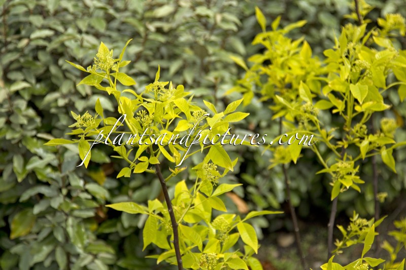 Ptelea trifoliata ‘Aurea’