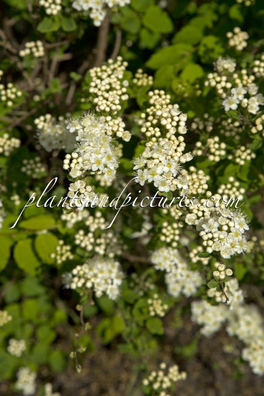 Spiraea chamaedryfolia ‘Martti’