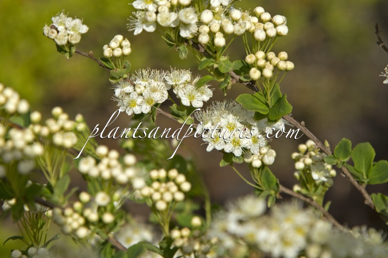 Spiraea chamaedryfolia ‘Martti’