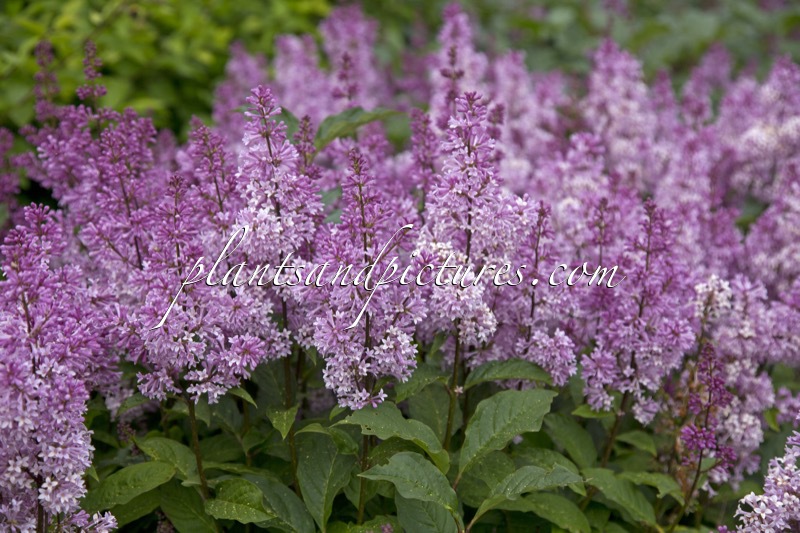 Syringa ‘Minuet’
