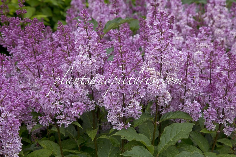 Syringa ‘Minuet’