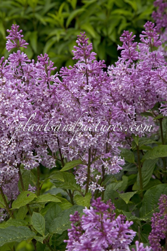 Syringa ‘Minuet’