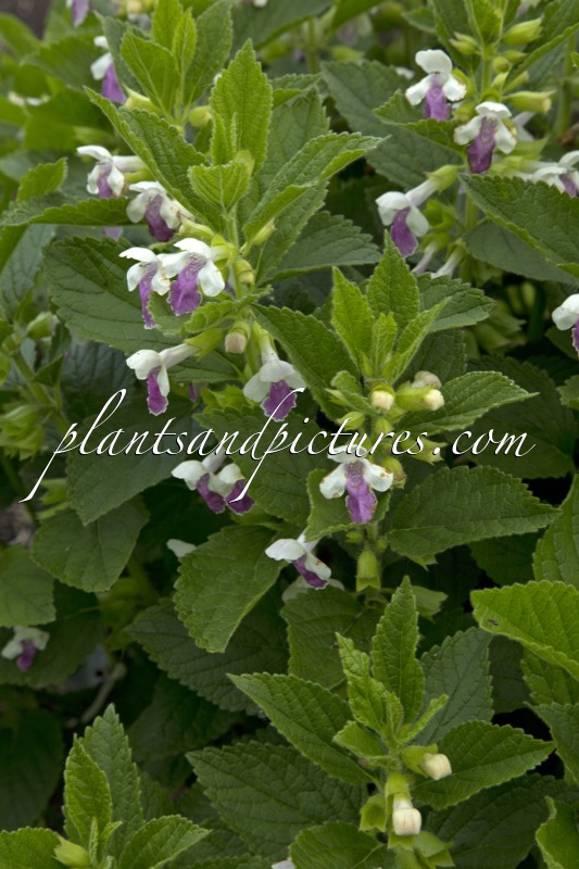 Melittis melissophyllum ‘Royal Velvet Distinction’