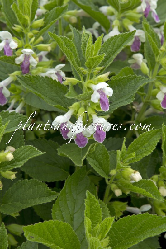 Melittis melissophyllum ‘Royal Velvet Distinction’