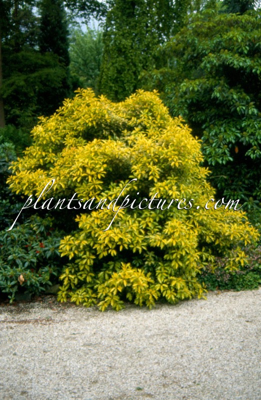 Osmanthus heterophyllus ‘Ogon’