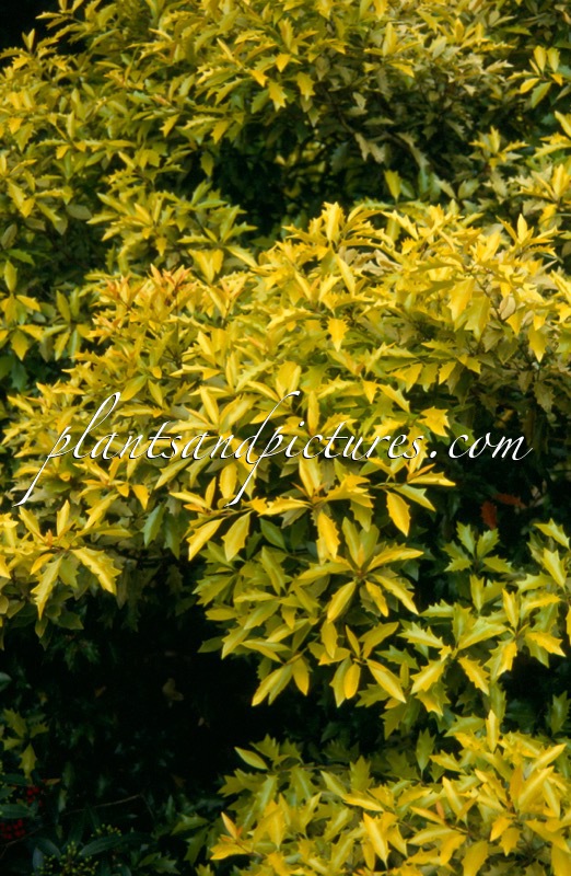 Osmanthus heterophyllus ‘Ogon’