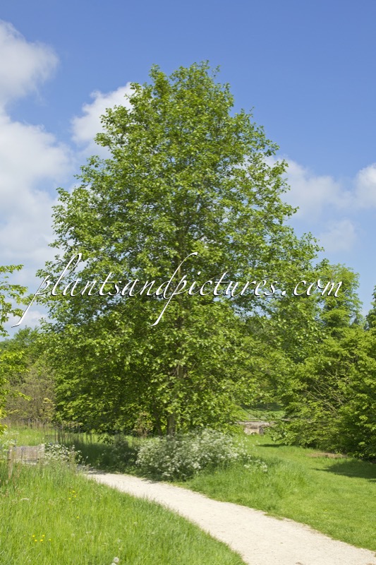 Alnus rubra