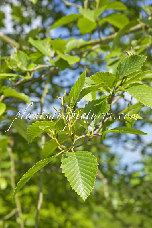 Alnus rubra